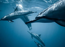 8868在线官网登录入口——开启数字生活的新入口，解锁便捷与安全的全场景体验